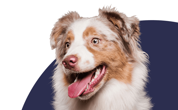 Товары для здоровья и питания животных