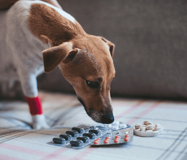 Товары для здоровья и питания животных — фото 1