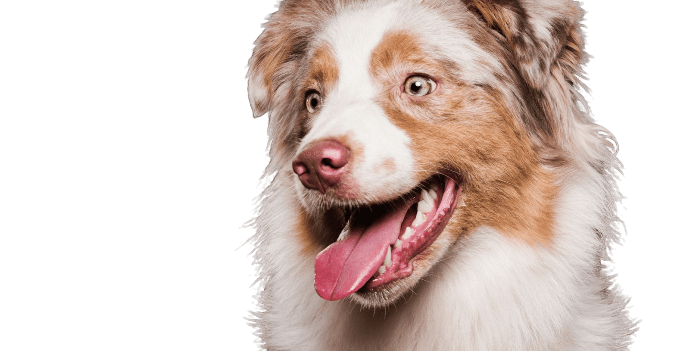 Товары для здоровья и питания животных